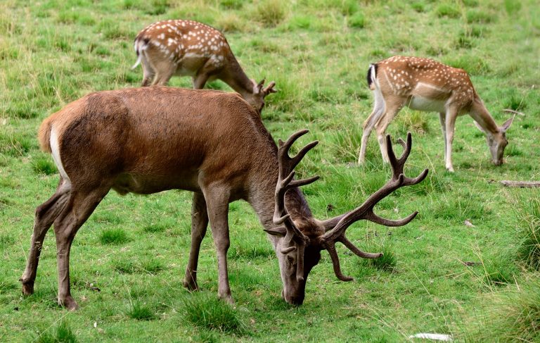 Visita al Parco di Paneveggio